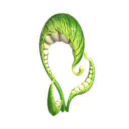 Beans