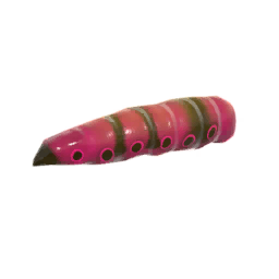 Butterfly Larvae Aemel