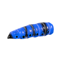 Butterfly Larvae Azurae