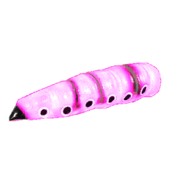 Butterfly Larvae Futura