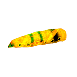 Butterfly Larvae Golden