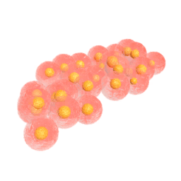 Frog4 Eggs