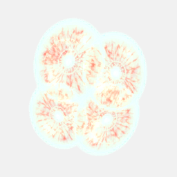 Phytoplankton D