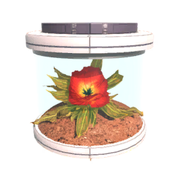 Seed T1