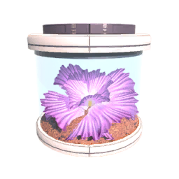 Seed T5