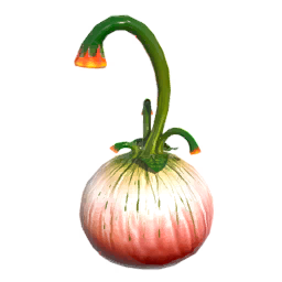 Squash