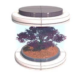 Tree10 Seed