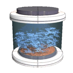 Tree12 Seed