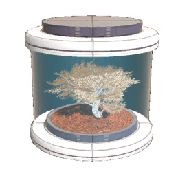 Tree14 Seed